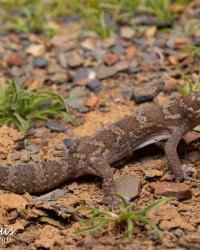 Pachydactylus formosus. Nieuwoudtville, Northern Cape - Foto by Johan Marais