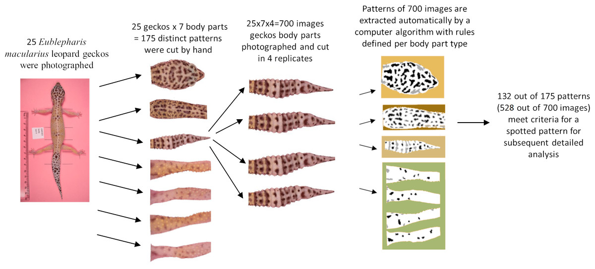 Diagramma di flusso del pattern nel geco leopardino