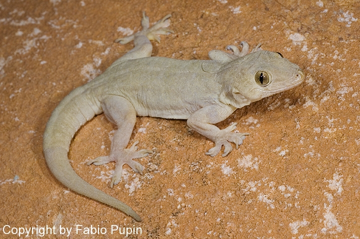 Hemidactylus flaviviridis Alchetron, the free social encyclopedia