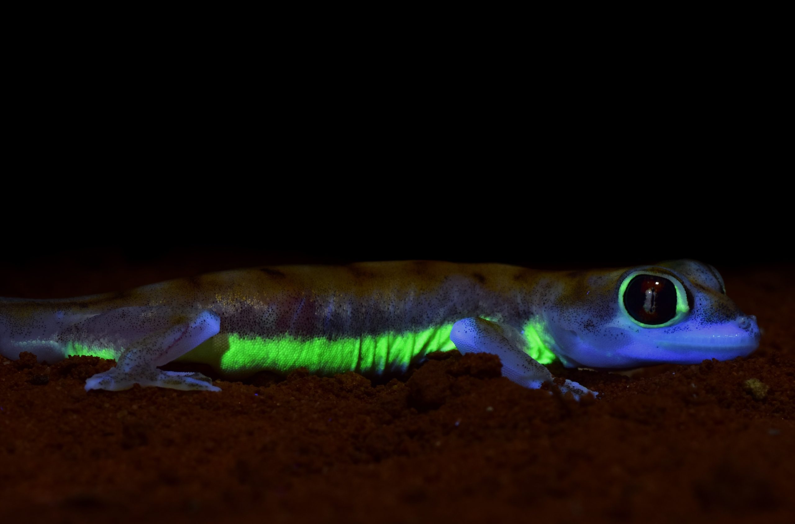 Pachydactylus rangei, biofluorescenza